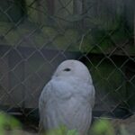 Schneeeule