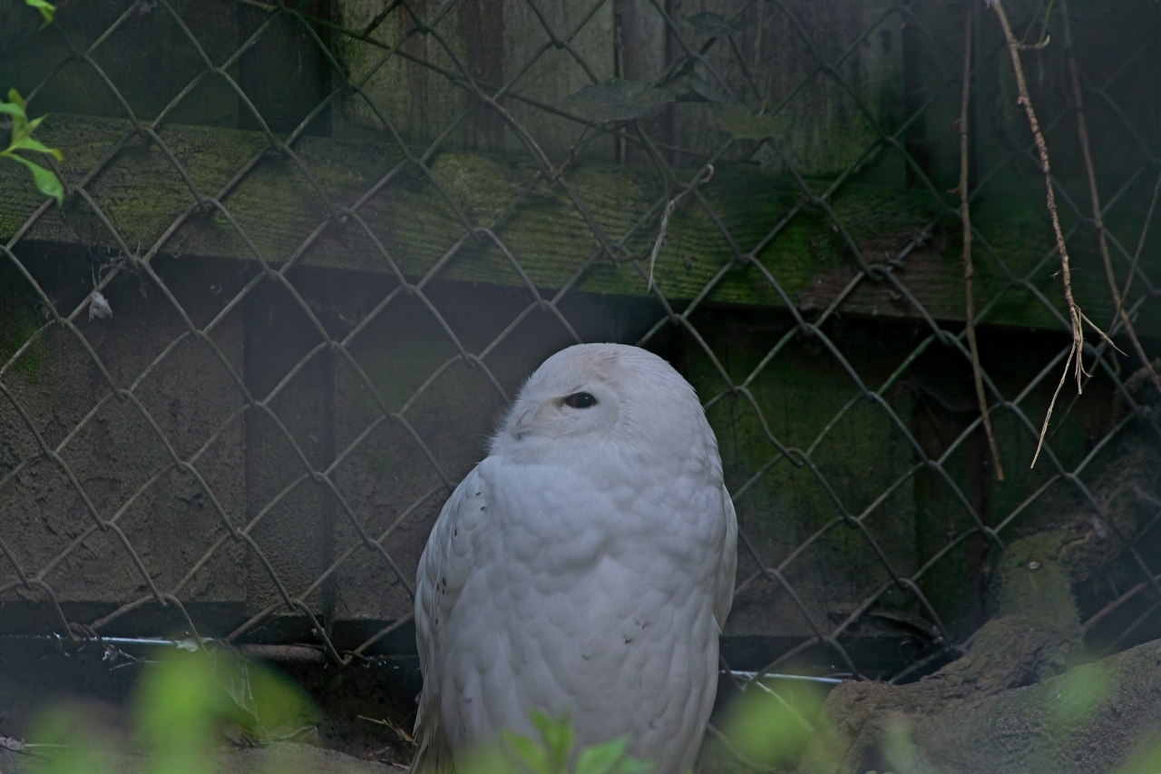 Schneeeule
