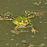 Wasserfrosch