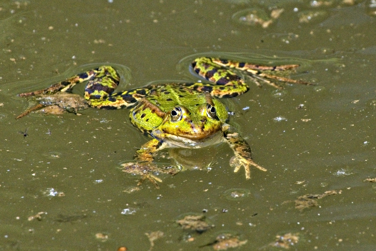 Wasserfrosch