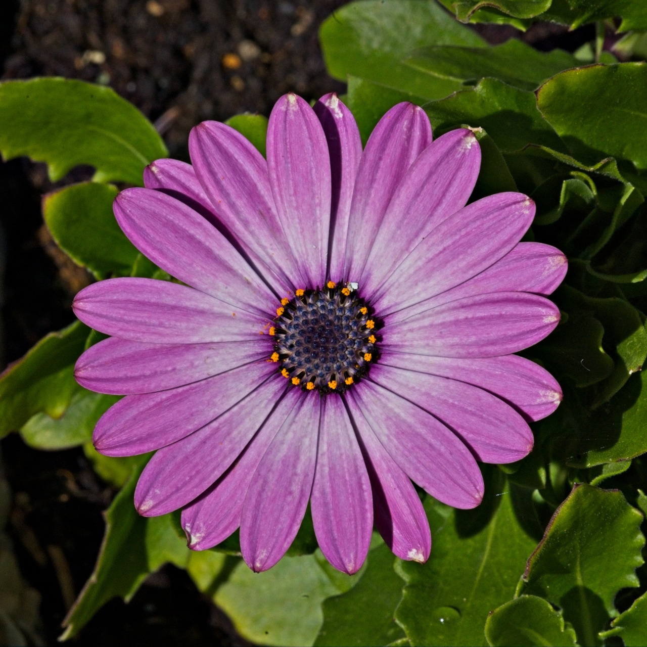 Bornholmmargerite