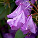 Catawbiense Grandiflorum