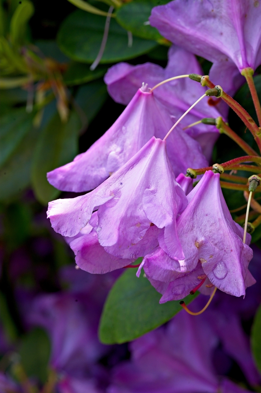 Catawbiense Grandiflorum