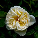 Gardenia Rambler-Rose
