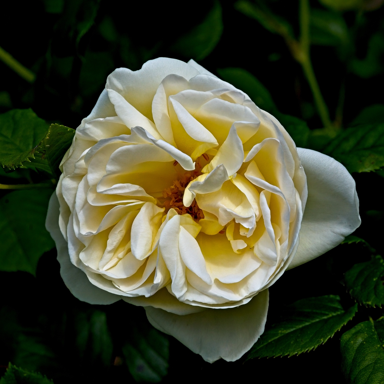 Gardenia Rambler-Rose