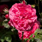 Guillot-Rose