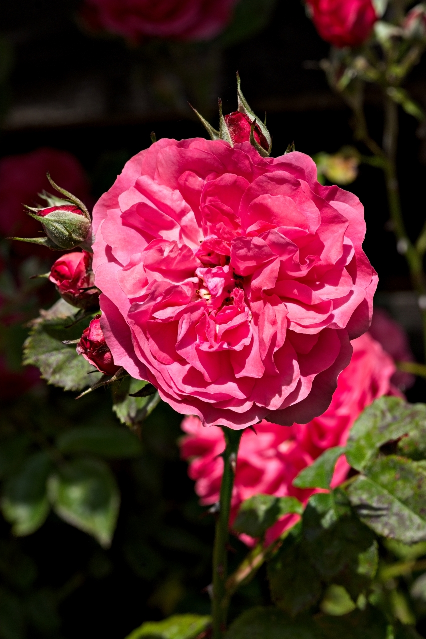Guillot-Rose