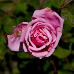 Pinke Edelrose
