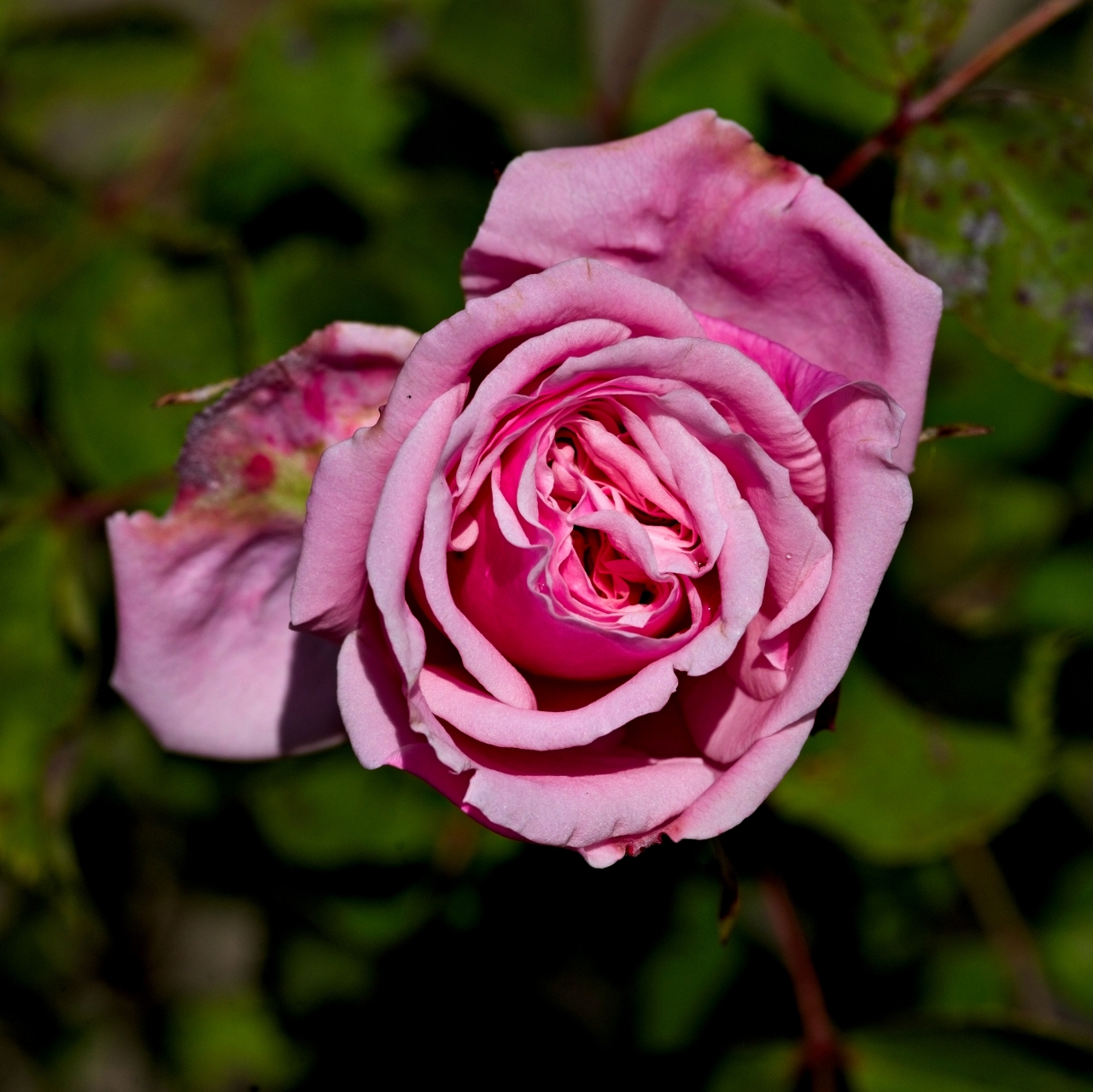 Pinke Edelrose