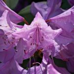Rhododendron