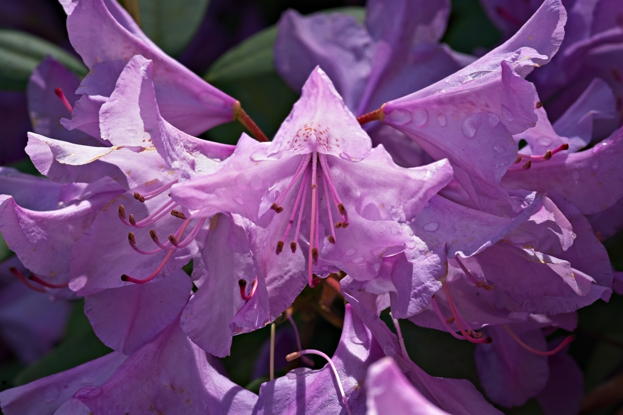 Rhododendron