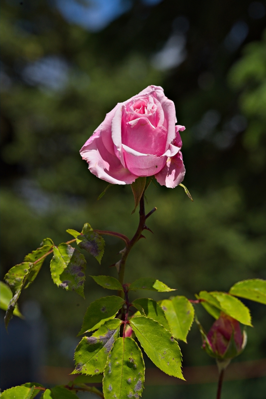 Rosa Rose