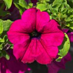 Rote Petunie
