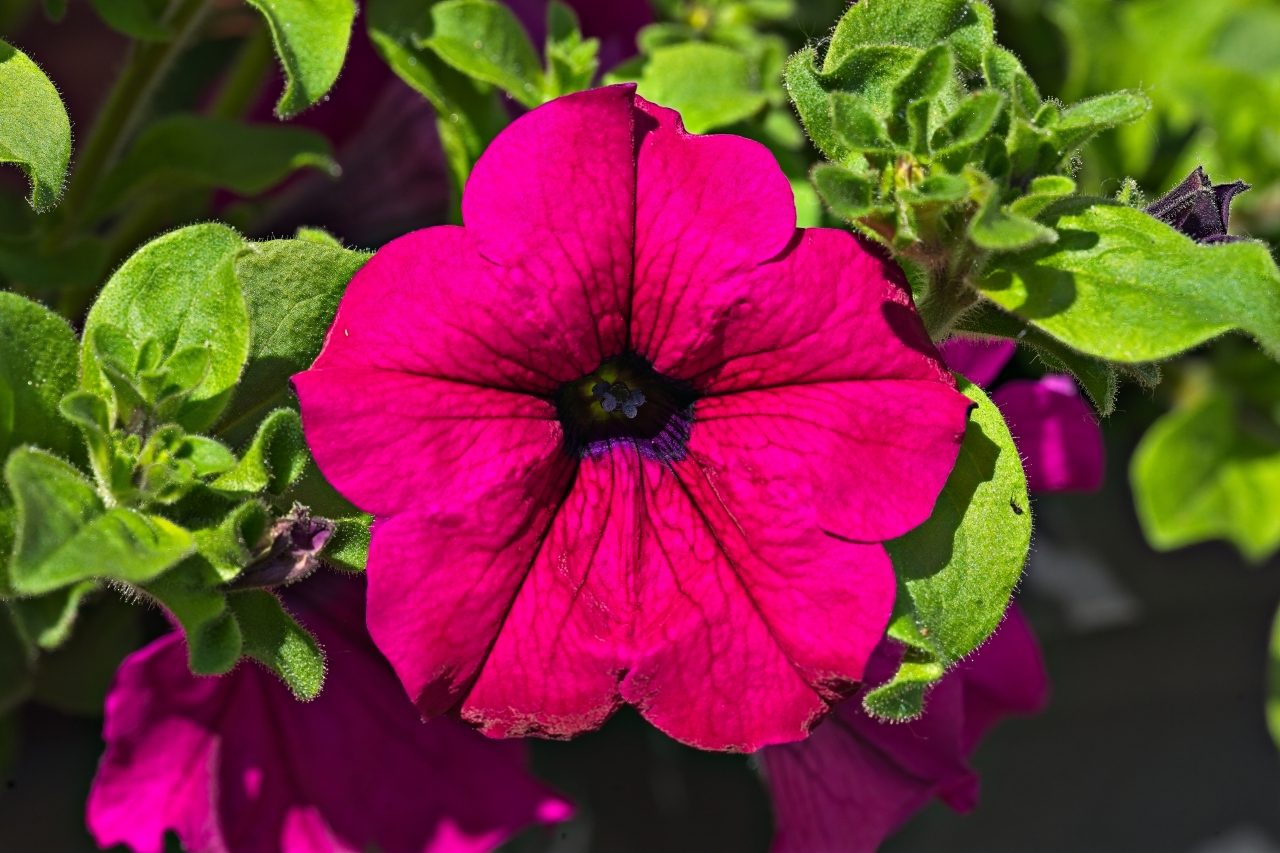 Rote Petunie