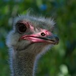 Afrikanischer Strauß