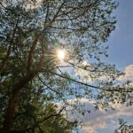 Blendenstern im Moor