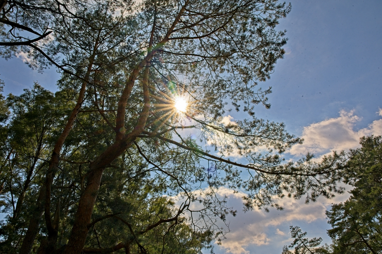 Blendenstern im Moor