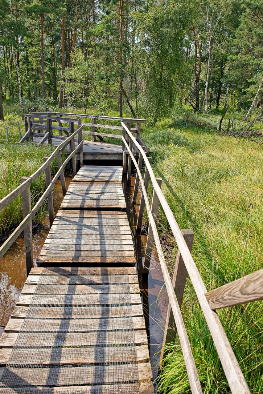 Weg durchs Moor