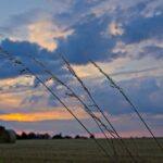 Gräser vor untergehender Sonne