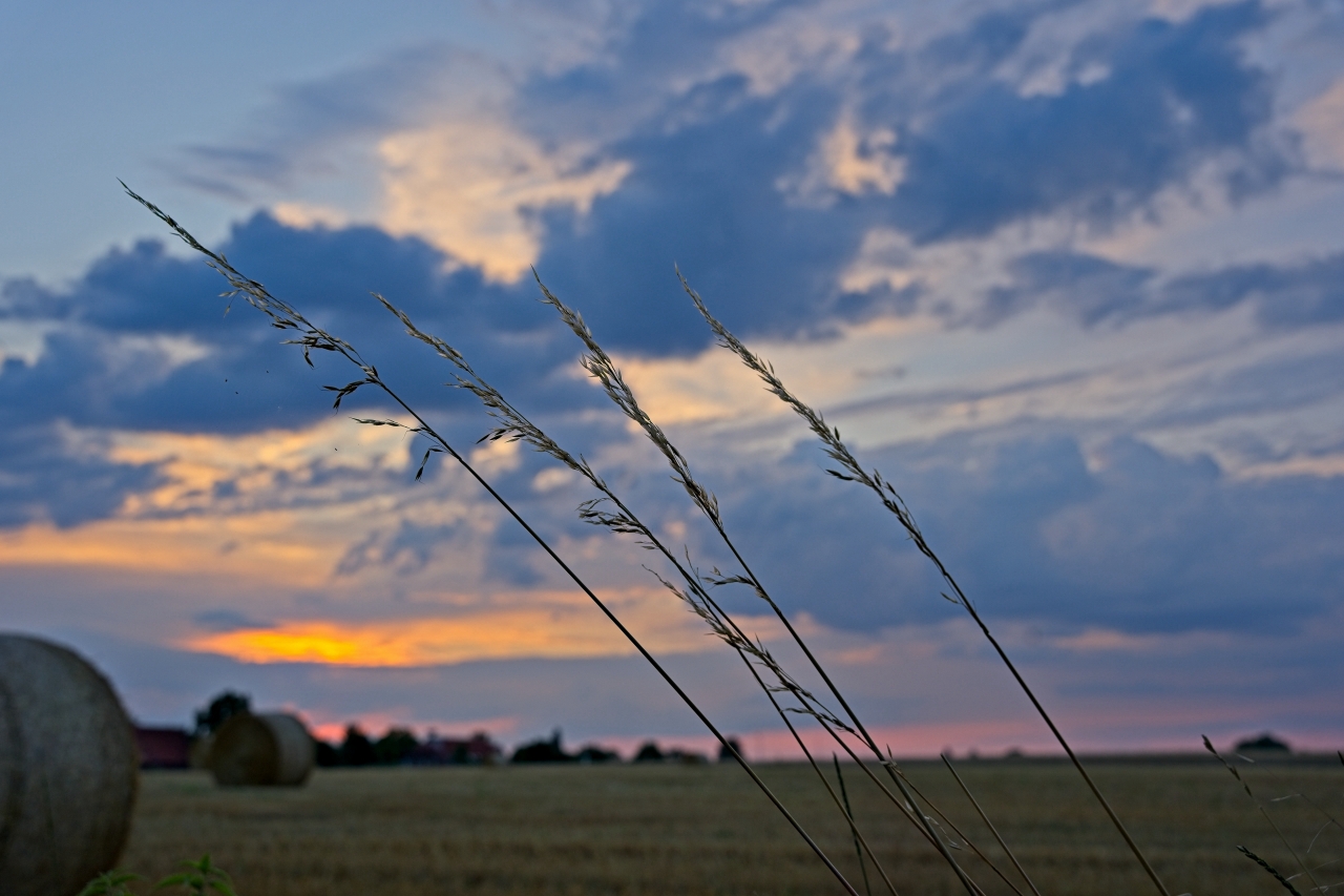 Gräser vor untergehender Sonne