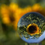 Sonnenblume in Glaskugel