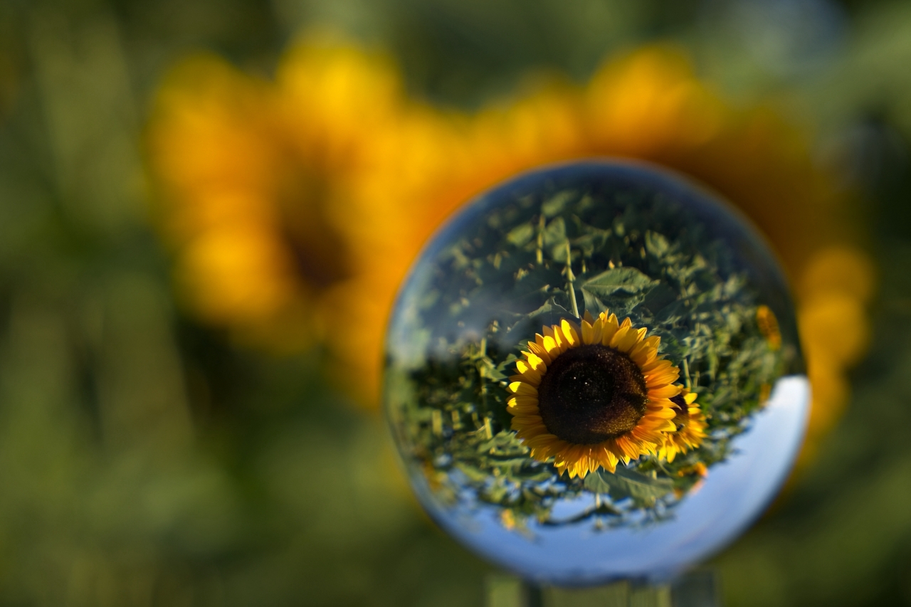 Sonnenblume in Glaskugel