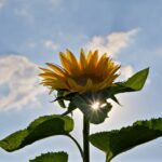 Sonnenblume mit Blendenstern
