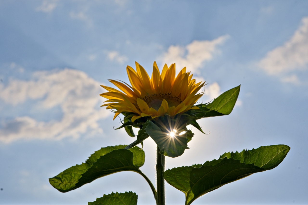Sonnenblume mit Blendenstern