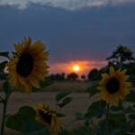 Sonnenblumen bei Sonnenuntergang