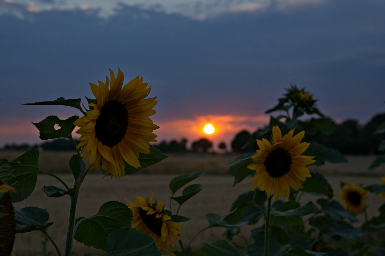 Sonnenblumen bei Sonnenuntergang