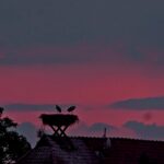 Störche im Sonnenuntergang