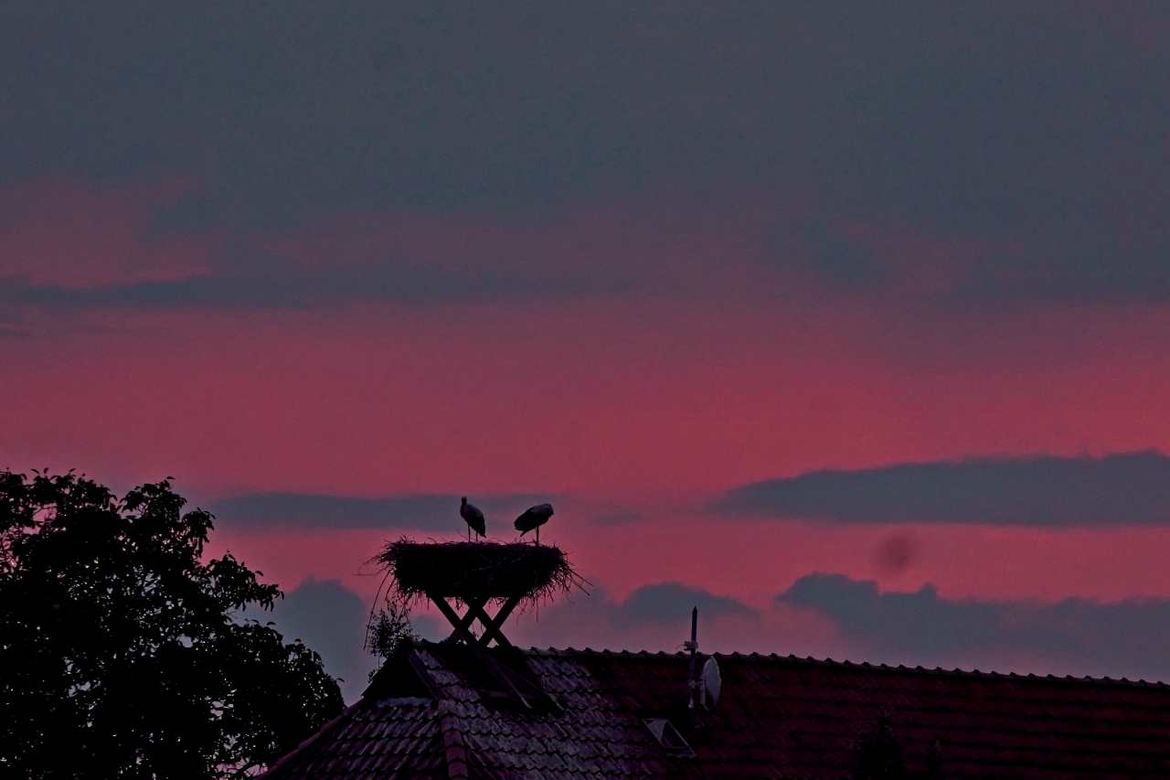 Störche im Sonnenuntergang