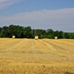 Stoppelfeld mit Rundballen