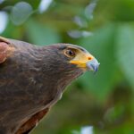 Wüstenbussard