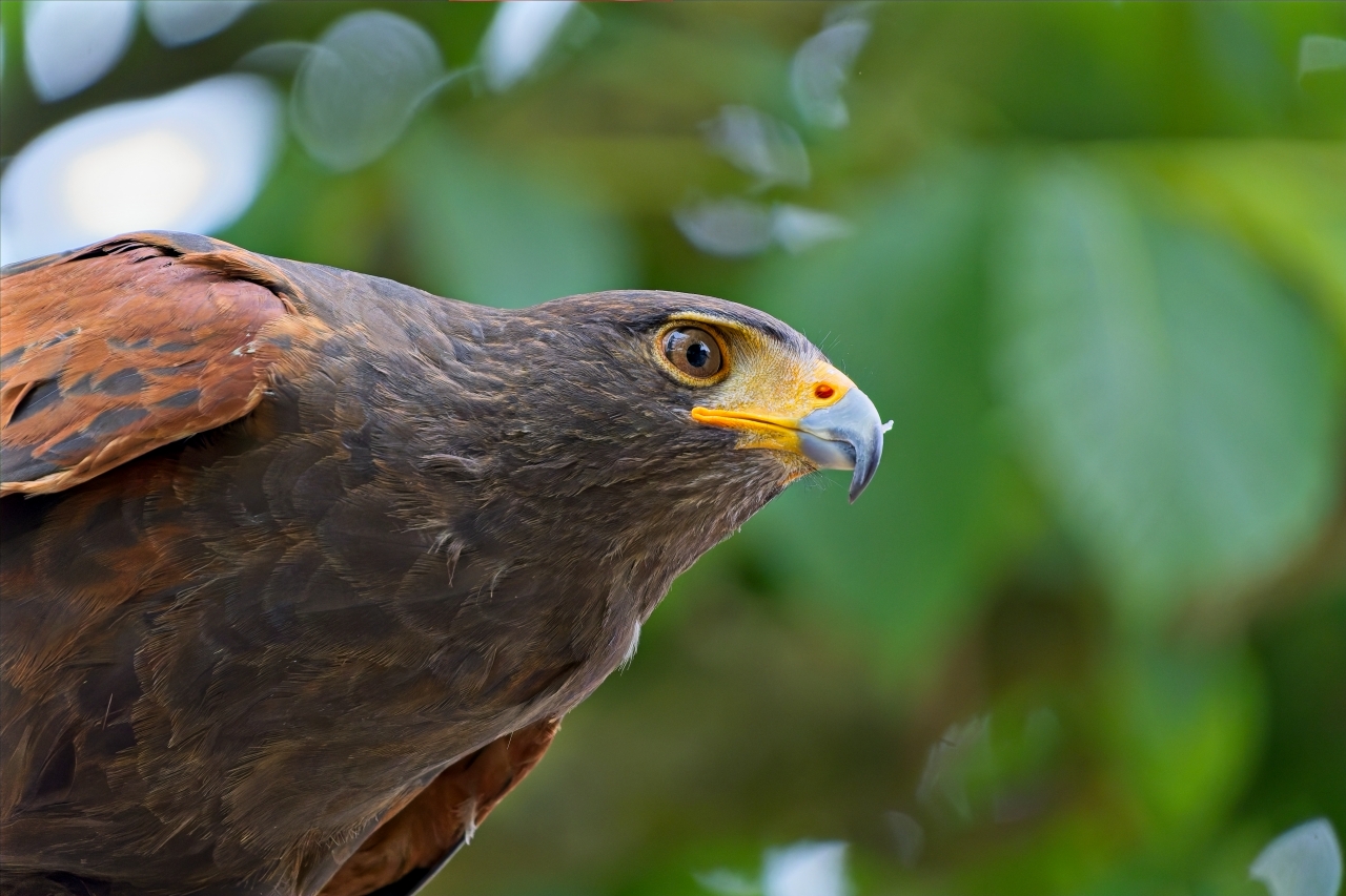 Wüstenbussard