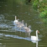 Familie Schwan