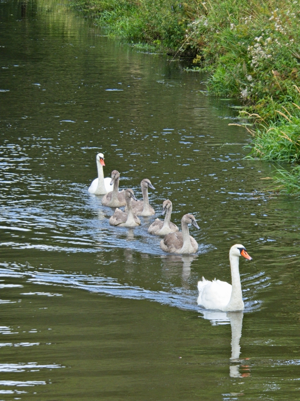 Familie Schwan
