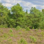 Heide im Moor