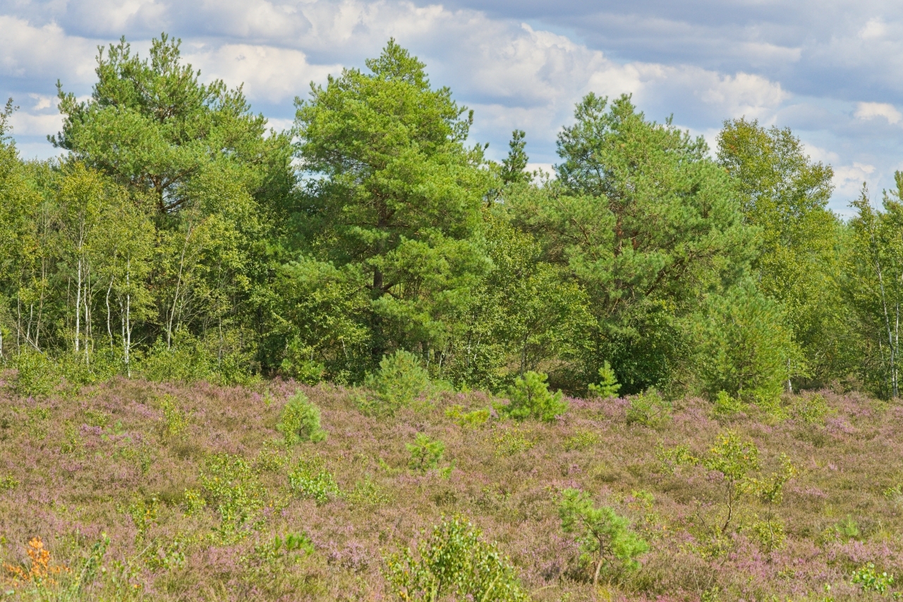 Heide im Moor