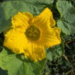 Kürbisblüte