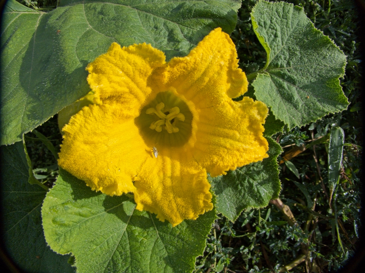 Kürbisblüte