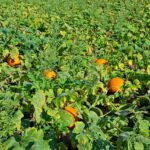 Kürbisfeld im Spätsommer