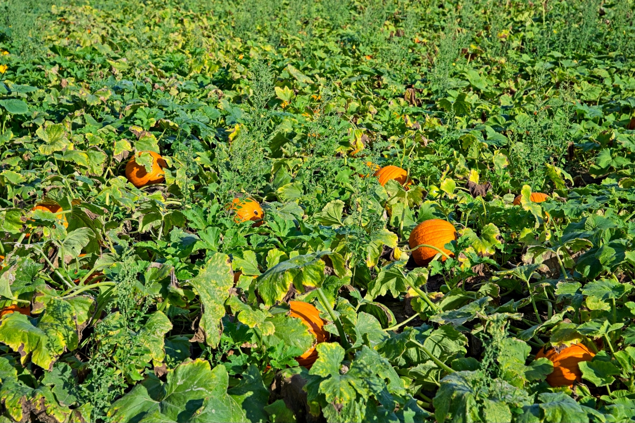 Kürbisfeld im Spätsommer