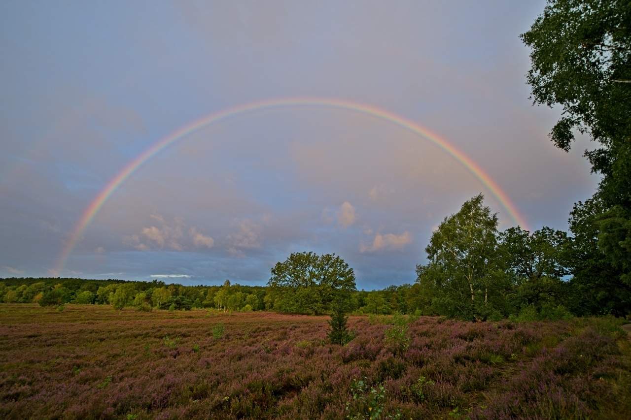 Regenbogen über der Heide