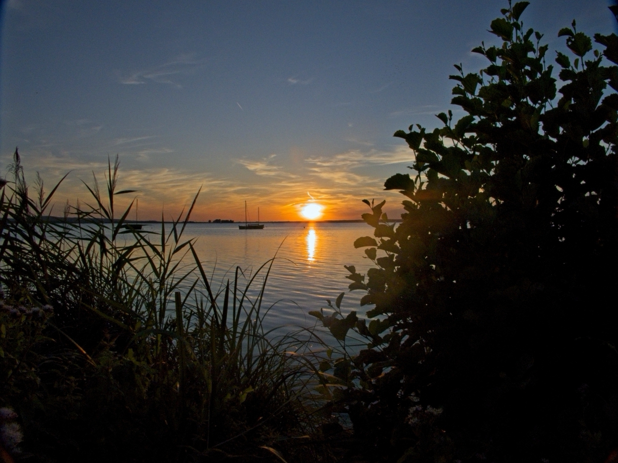 Sonnenuntergang zwischen den Büschen