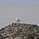 Wat guckst Du
