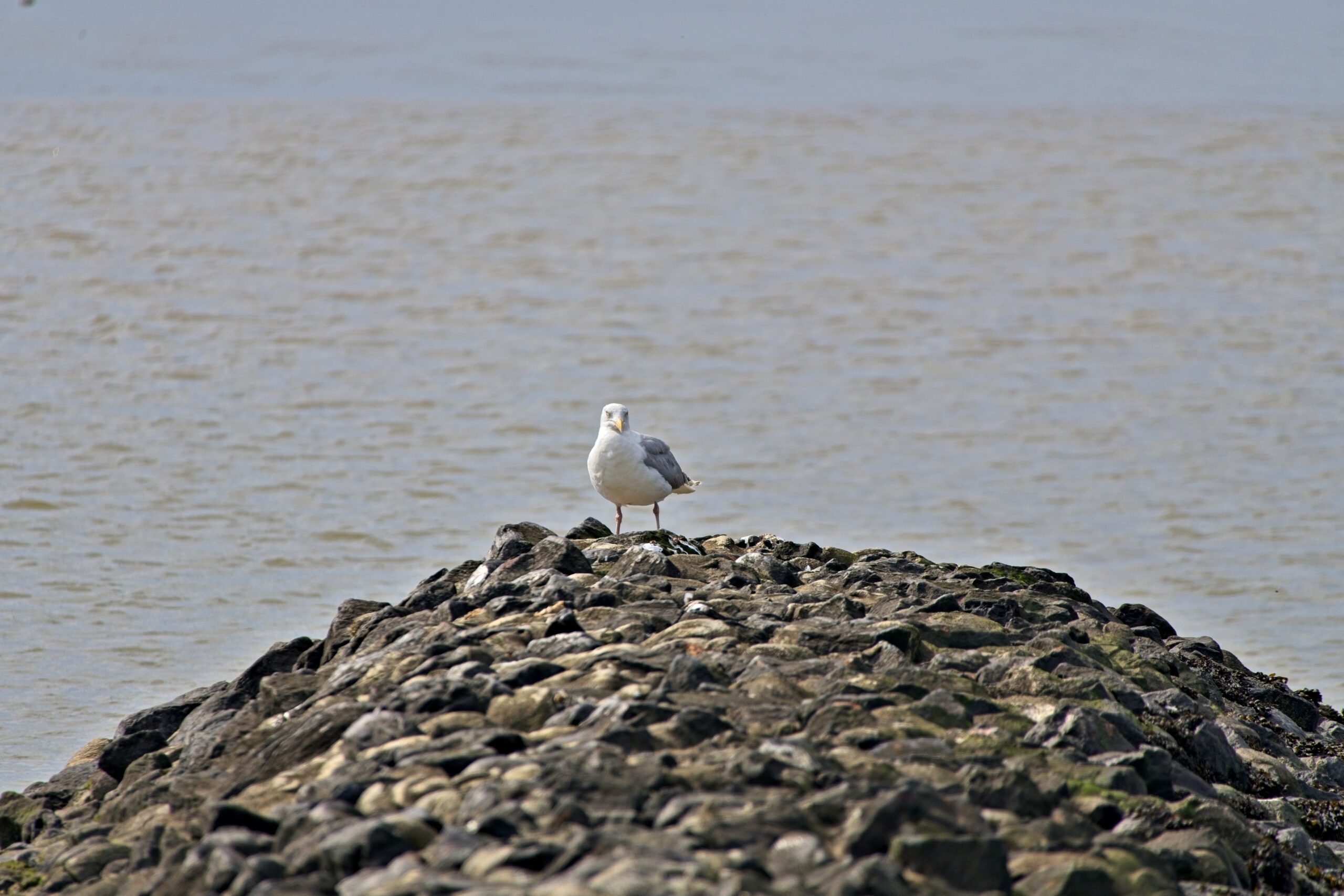Wat guckst Du