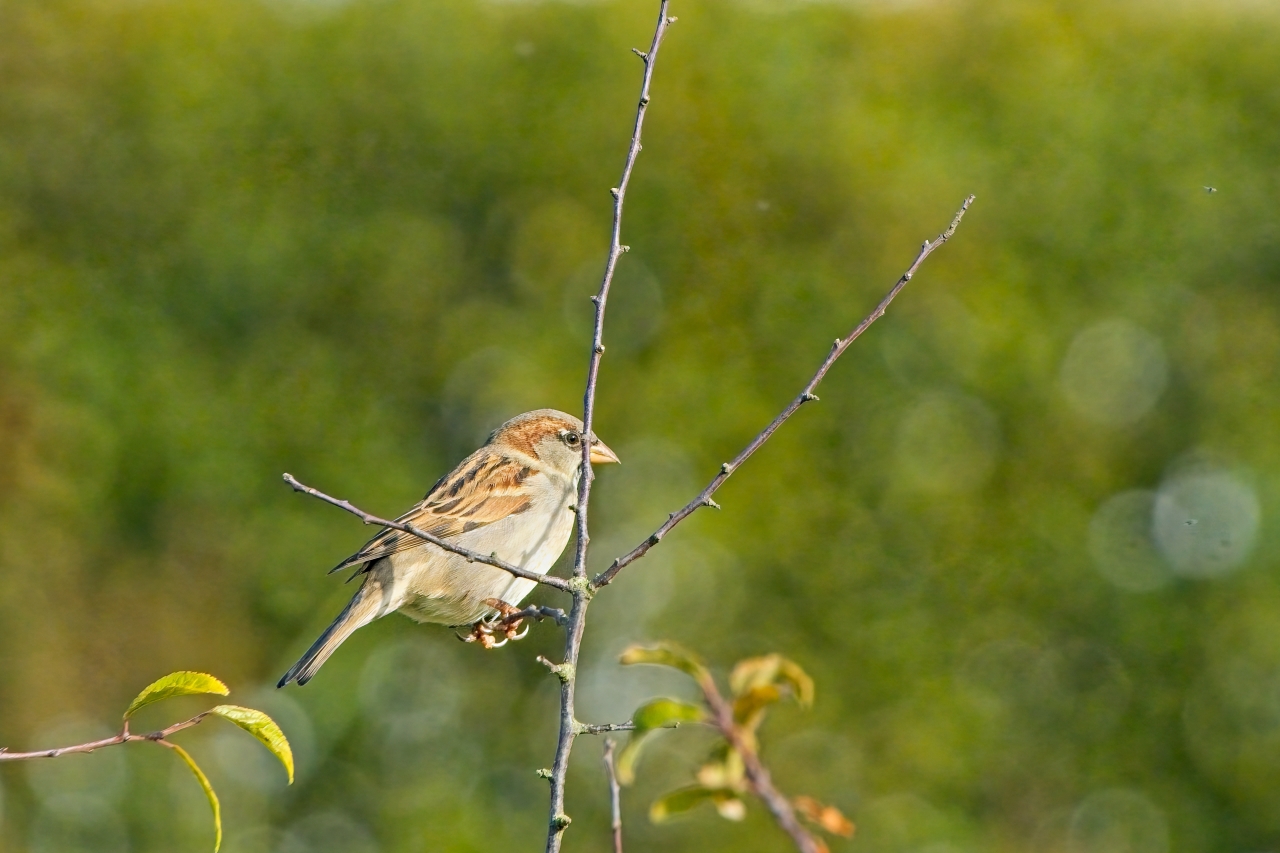 Spatz nicht auf dem Dach